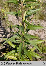 Oenothera acutifolia (wiesiołek ostrolistny)