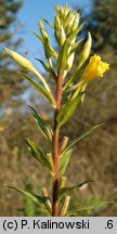 Oenothera acutifolia (wiesiołek ostrolistny)