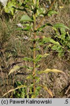 Oenothera acutifolia (wiesiołek ostrolistny)