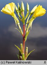 Oenothera acutifolia (wiesiołek ostrolistny)