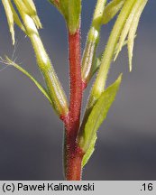 Oenothera acutifolia (wiesiołek ostrolistny)