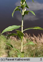 Oenothera acutifolia (wiesiołek ostrolistny)