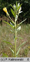 Oenothera albipercurva (wiesiołek zgiętoosiowy)