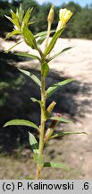 Oenothera albipercurva (wiesiołek zgiętoosiowy)