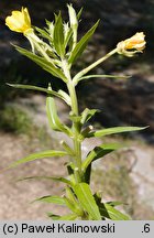 Oenothera albipercurva (wiesiołek zgiętoosiowy)