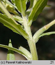 Oenothera albipercurva (wiesiołek zgiętoosiowy)