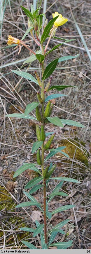 Oenothera ×albisubcurva