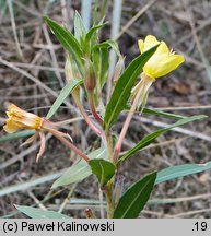 Oenothera ×albisubcurva