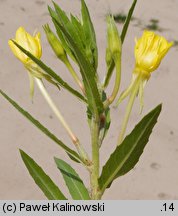 Oenothera ammophila (wiesiołek wydmowy)