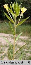 Oenothera ammophila (wiesiołek wydmowy)