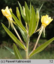 Oenothera ammophila (wiesiołek wydmowy)