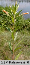 Oenothera ammophila (wiesiołek wydmowy)