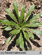 Oenothera ammophila (wiesiołek wydmowy)