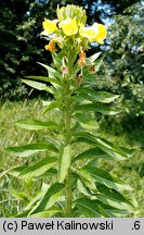 Oenothera ×casimiri (wiesiołek Kazimierza)