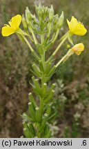 Oenothera ×casimiri (wiesiołek Kazimierza)