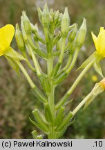 Oenothera ×casimiri (wiesiołek Kazimierza)