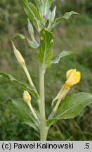 Oenothera depressa (wiesiołek wierzbolistny)