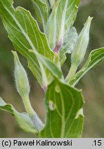 Oenothera depressa (wiesiołek wierzbolistny)