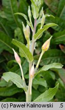 Oenothera depressa (wiesiołek wierzbolistny)