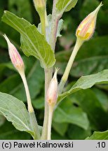 Oenothera depressa (wiesiołek wierzbolistny)