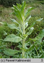 Oenothera depressa (wiesiołek wierzbolistny)