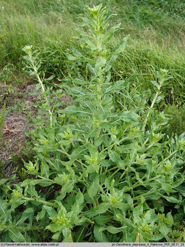 Oenothera depressa (wiesiołek wierzbolistny)