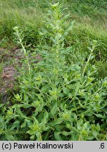 Oenothera depressa (wiesiołek wierzbolistny)