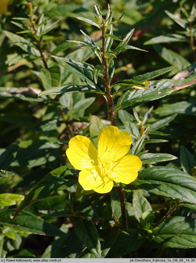 Oenothera fruticosa (wiesiołek krzaczasty)