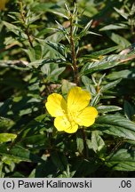 Oenothera fruticosa (wiesiołek krzaczasty)