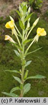 Oenothera hoelscheri (wiesiołek Hoelschera)