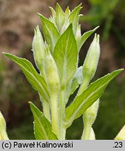 Oenothera hoelscheri (wiesiołek Hoelschera)