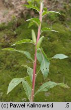 Oenothera hoelscheri (wiesiołek Hoelschera)