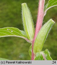Oenothera hoelscheri (wiesiołek Hoelschera)