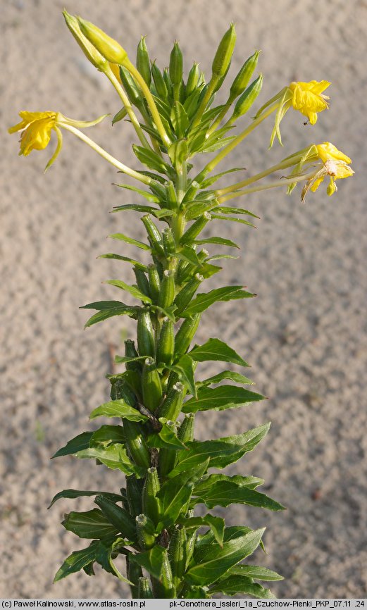 Oenothera issleri (wiesiołek Isslera)