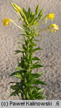 Oenothera issleri (wiesiołek Isslera)