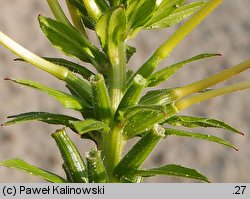 Oenothera issleri (wiesiołek Isslera)