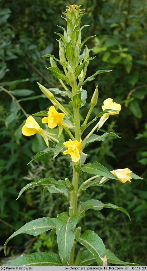 Oenothera paradoxa (wiesiołek dziwny)