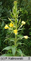 Oenothera paradoxa (wiesiołek dziwny)