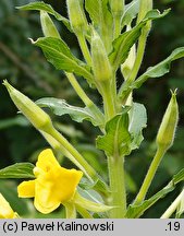 Oenothera paradoxa (wiesiołek dziwny)