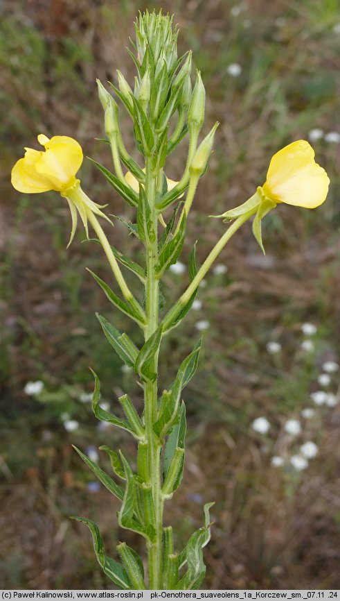 Oenothera suaveolens (wiesiołek pachnący)