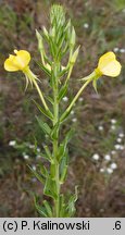 Oenothera suaveolens (wiesiołek pachnący)