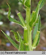 Oenothera suaveolens (wiesiołek pachnący)