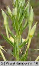 Oenothera suaveolens (wiesiołek pachnący)