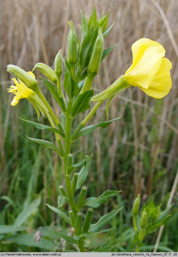 Oenothera victorini (wiesiołek nyski)