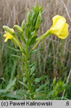 Oenothera victorini (wiesiołek nyski)