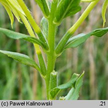 Oenothera victorini (wiesiołek nyski)