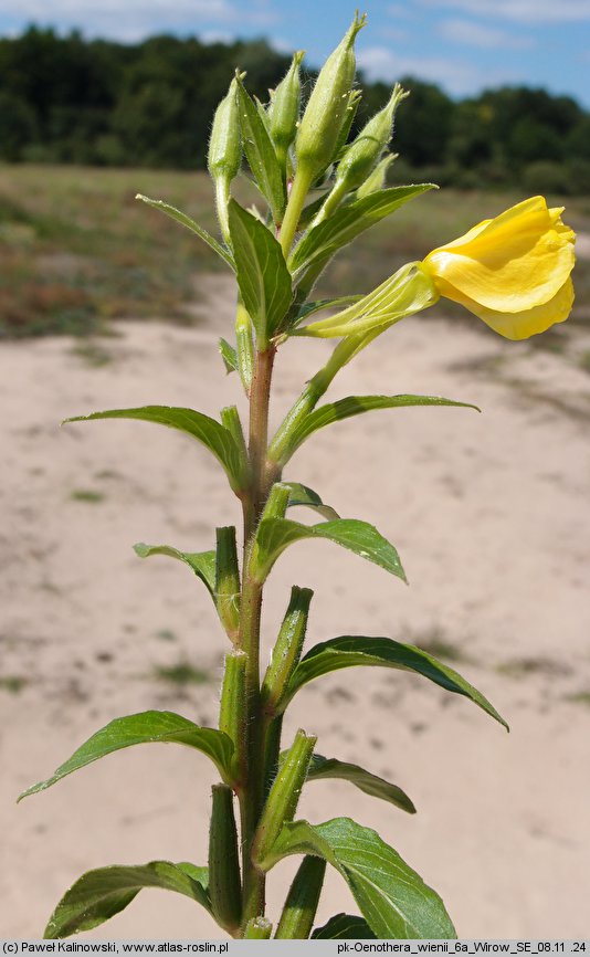Oenothera wienii (wiesiołek Weina)