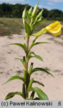 Oenothera wienii (wiesiołek Weina)