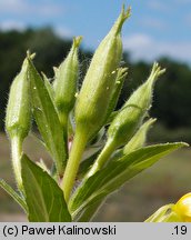 Oenothera wienii (wiesiołek Weina)