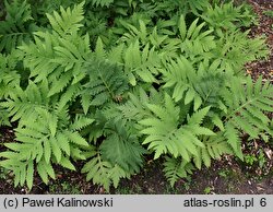 Onoclea sensibilis (onoklea wrażliwa)